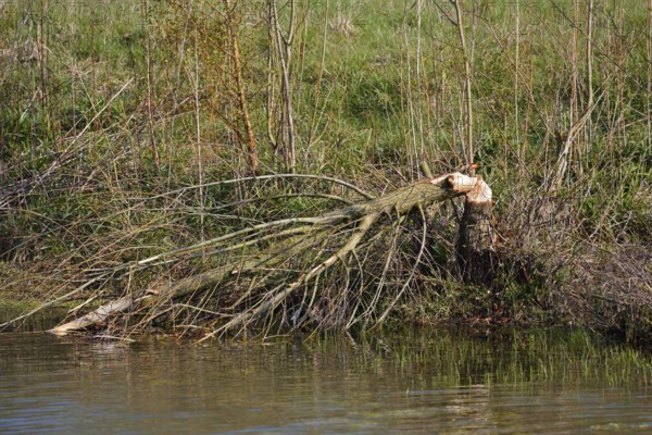 Tree felled by a beaver (Castor fibre) at a pond, North Rhine-Westphalia, Germany