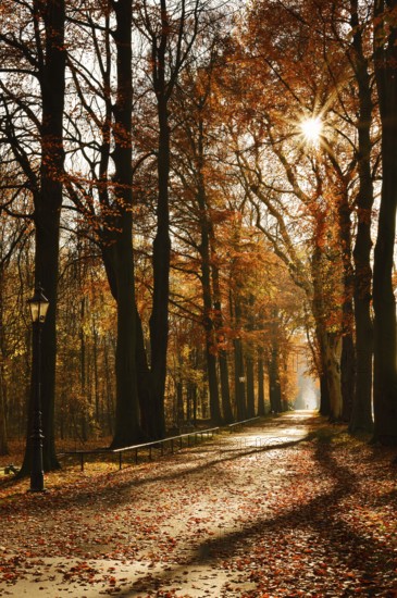 Avenue with copper beeches (Fagus sylvatica) against the light, autumn, North Rhine-Westphalia,
