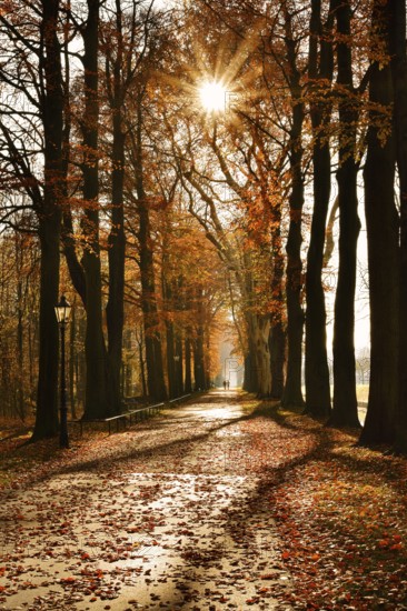 Avenue with copper beeches (Fagus sylvatica) against the light, autumn, North Rhine-Westphalia,