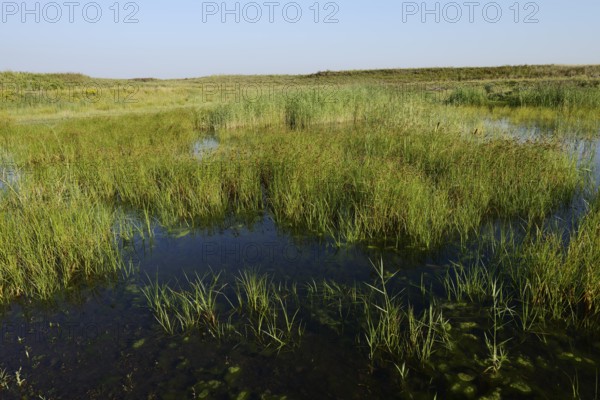 Pond on a spoil tip, habitat for the natterjack toad (Epidalea calamita), Großes Holz spoil tip,