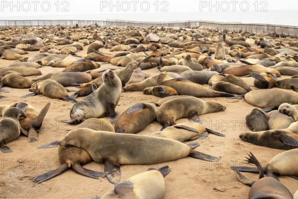 Cape fur seals resting on the sandy beach at Cape Cross Nature Reserve, Namibia