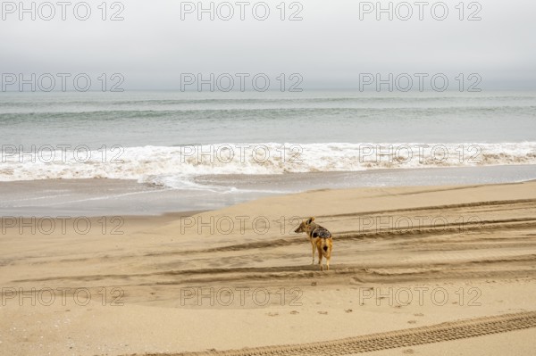 Coyote walking along the coastline of Namibia near the Atlantic Ocean, set against sandy shores and