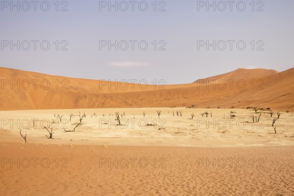 Big Daddy Dune & Deadvlei, Namibia – Towering red dune above Deadvlei's ancient dead camelthorn