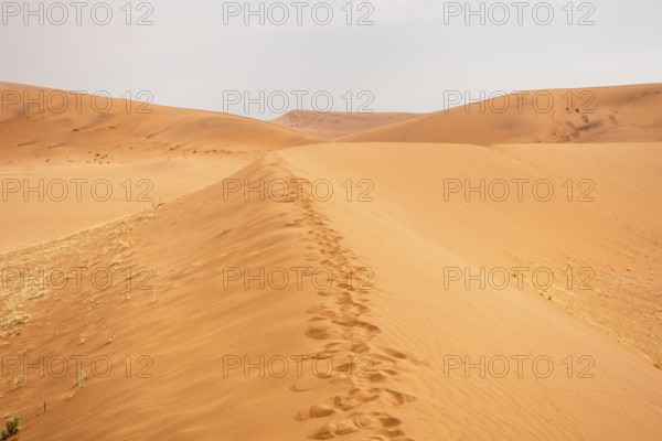 Sossusvlei in Namibia is a desert wonder, famous for its giant red dunes, glowing at sunrise and