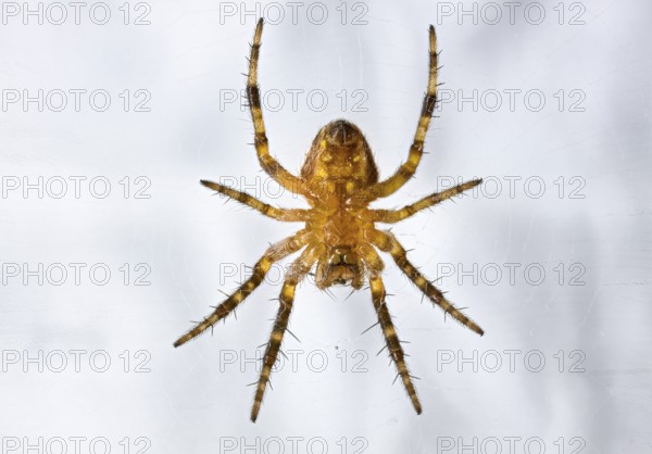 Close-up of a spider on a web with detailed hairy legs, A macro shot of a young garden cross spider