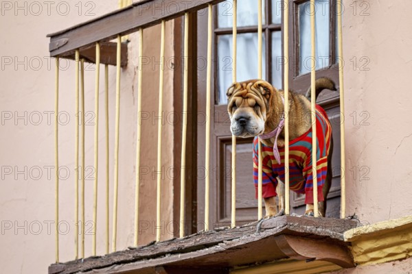 A Shar-Pei in a striped jumper on a balcony above the window observes the surroundings, A Shar-Pei