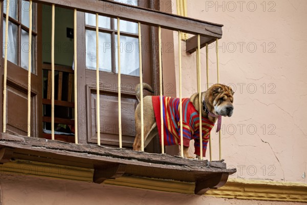 A Shar-Pei in a colourful jumper stands on a balcony and looks out, A Shar-Pei dog looks out from a