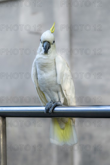 A white cockatoo (Cacatua alba) with a yellow crest perched on a metal bar, with a blurred