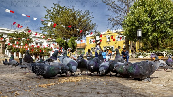 Pigeons feeding in an urban square surrounded by trees and colourful houses under hanging garlands,