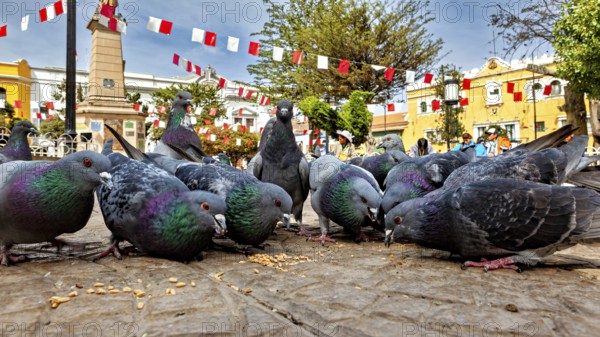 Group of pigeons paired with an obelisk in the background, decorative flags surround them in a