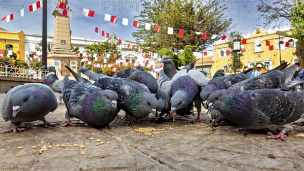 Pigeons pecking grain in a city square, surrounded by flags and an obelisk, sunny day, The city