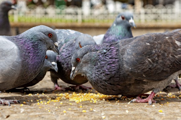 Close-up view of pigeons pecking at grains in a stone town square, The city pigeons of Potosi in