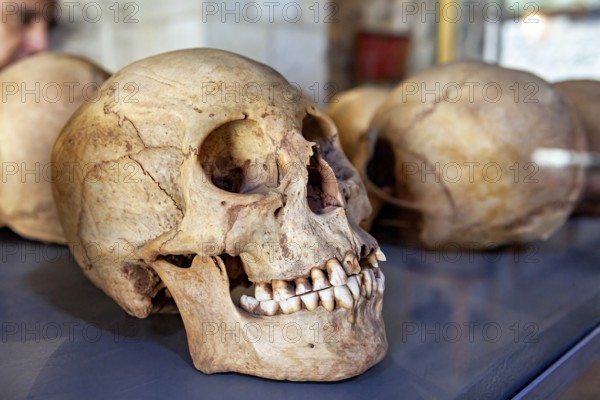 A human skull in an exhibition case, surrounded by other skulls, skull in the museum of Potosi in