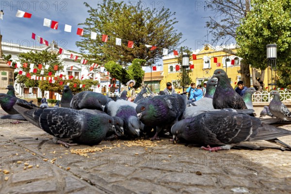 Pigeons feeding in a large square surrounded by flags and classical buildings in an urban