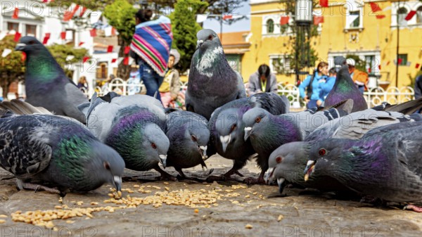 Several pigeons eat food on the ground while passers-by walk by in the background on a warm day,