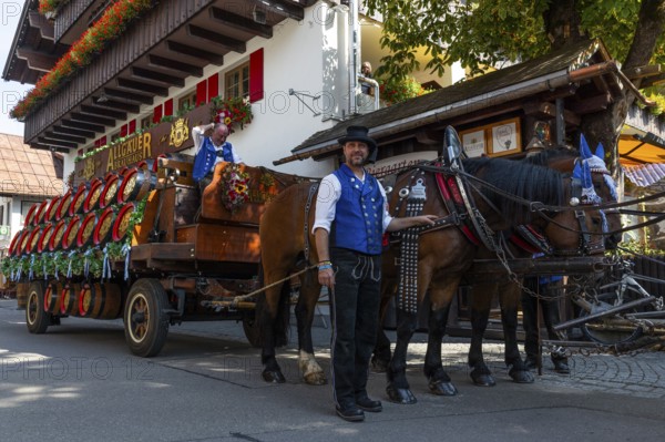 Historic brewery wagon with beer barrels, horses with harness, cold-blooded horses, coachman,