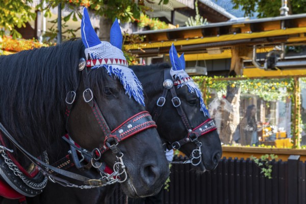 Horses with mules, cold-blooded animals, cattle seperation, Oberstdorf, Allgäu Alps, Bavaria,