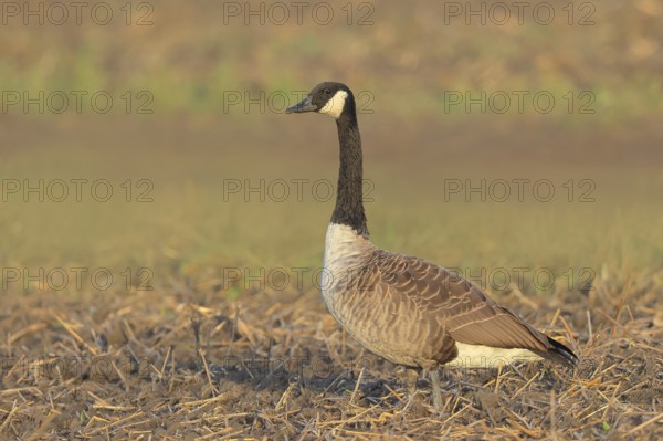 Canada goose (Branta canadensis) standing on harvested grain field, wildlife, geese, migratory