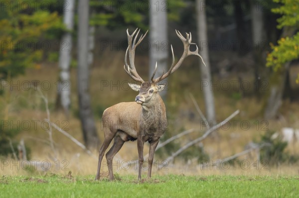 Red deer (Cervus elaphus) capital stag in a forest clearing during the rutting season, wildlife,