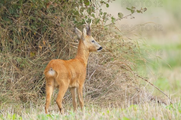 European roe deer (Capreolus capreolus), roebuck standing in front of a hedge after the rutting