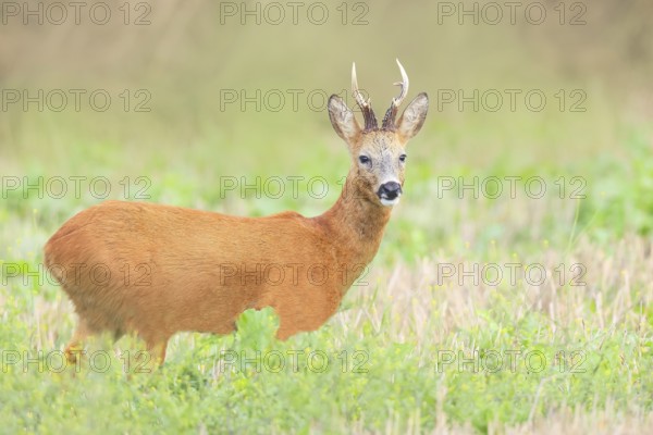 European roe deer (Capreolus capreolus), roebuck standing in harvested grain field after the