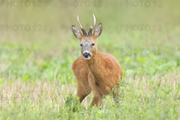 European roe deer (Capreolus capreolus), roebuck standing in harvested grain field after the