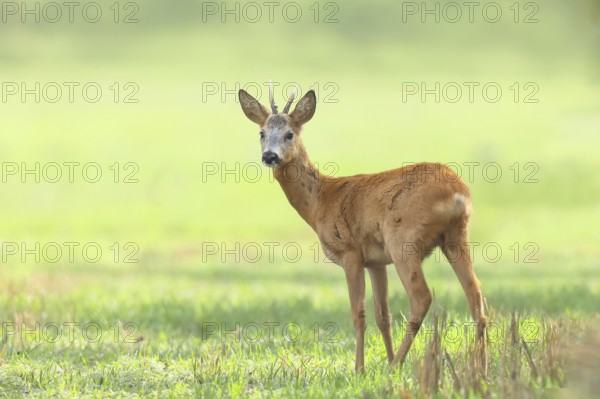 European roe deer (Capreolus capreolus), roebuck standing on harvested grain field after the