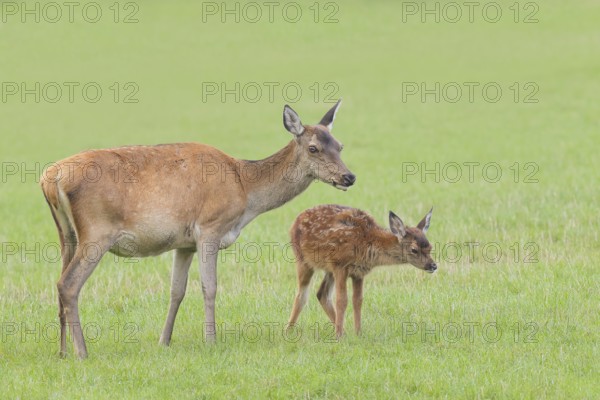 Adult red deer cow (Cervus elaphus) with calf standing in a meadow, wildlife, mammal, Forsthaus