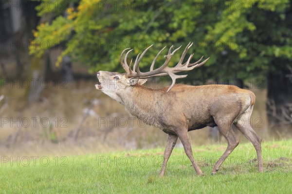 Red deer (Cervus elaphus) capital stag roaring in a forest clearing during the rutting season,