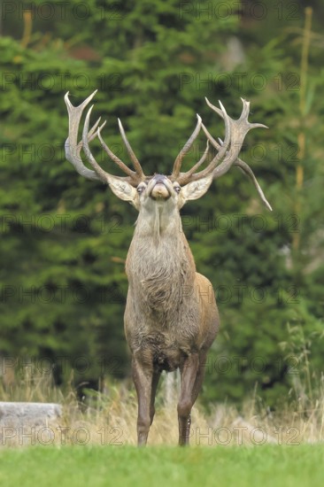 Red deer (Cervus elaphus) capital stag roaring in a forest clearing during the rutting season,