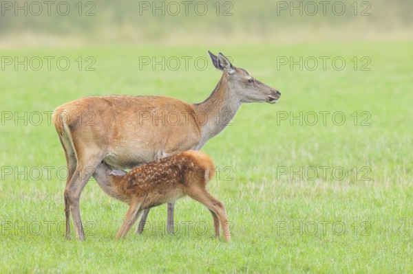 Adult red deer cow (Cervus elaphus) suckling her calf in a meadow, wildlife, mammal, Forsthaus