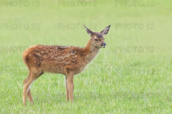 Deer calf (Cervus elaphus) standing in a meadow, wildlife, mammal, Forsthaus Hohenroth on the