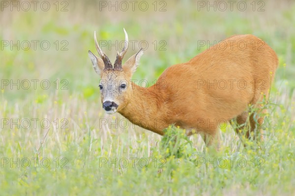 European roe deer (Capreolus capreolus), roebuck standing in harvested grain field after the