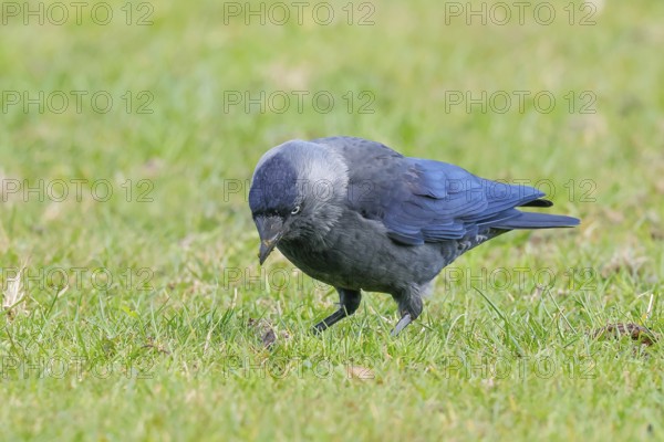Jackdaw (Corvus monedula), adult bird foraging in a meadow, wildlife, birds, raven, Baltic Sea