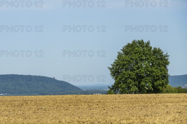 Wide field with a large tree, distant mountains on the horizon under a clear sky,