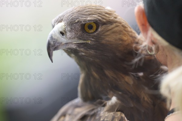 Football Bundeliga Eintracht Frankfurt-Union Berlin. The eagle Attila, heraldic animal of Eintracht