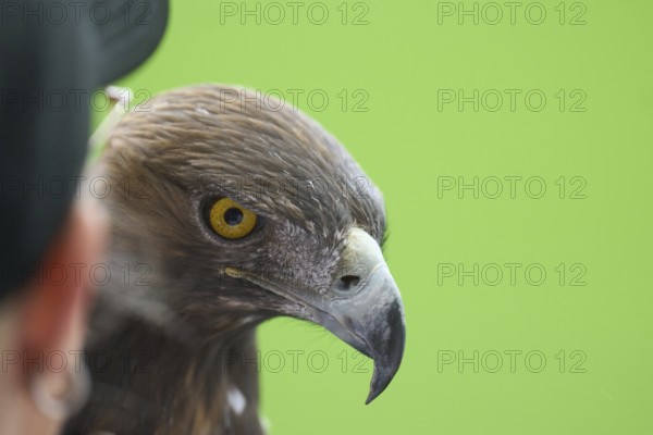 Football Bundeliga Eintracht Frankfurt-Union Berlin. The eagle Attila, heraldic animal of Eintracht