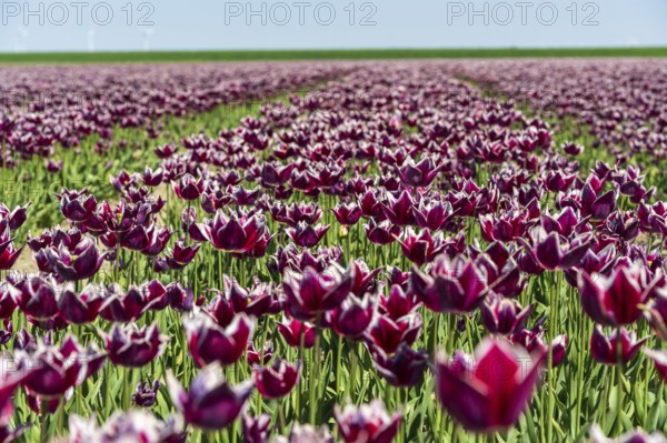 Blooming tulip field with intense purple colours under a clear sky, Faded tulip field in the