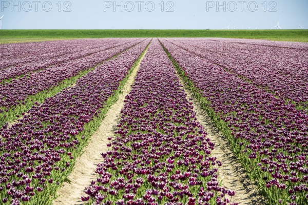Orderly rows of tulips in rich purple stretch to the horizon, Faded tulip field in the province of