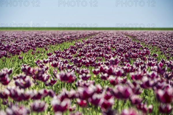 Wide tulip field under a clear sky with purple flowers and green background, Faded tulip field in