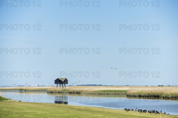A tranquil landscape with a hut on stilts by the water and ducks in the foreground under a blue