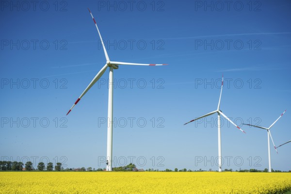 Large wind turbines stand in a rapeseed field under a cloudless blue sky, wind turbines in a