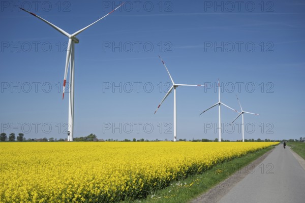 Wind turbines tower above a bright yellow rapeseed field under a bright blue sky, wind turbines on