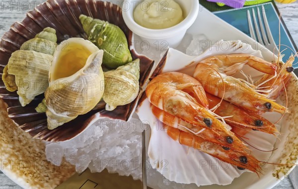 Fresh seafood aperitif platter on ice, featuring large, cooked shrimp and a variety of sea snails