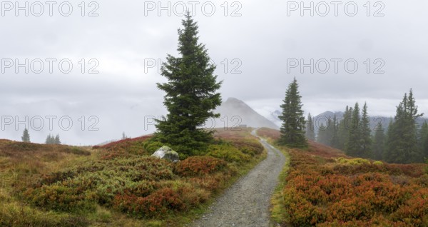 Hiking trail through colourful landscape with fog in autumn, Schladminger Tauern, Schladming,