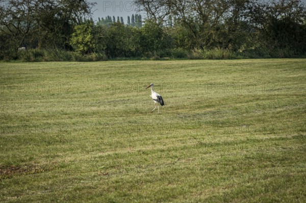 A single stork stands in a green meadow, surrounded by trees under a clear sky, Weser cycle path,