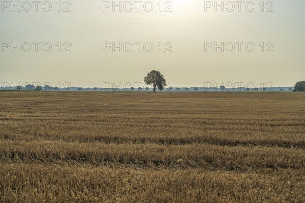 A wide field with a single tree under a pale sky and gentle sun, Weser cycle path, Nienburg Weser