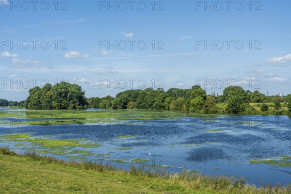 An expansive river landscape with algae in the water and green meadows, Weser cycle path, Weser,
