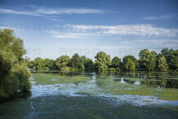 Calm lake with floating plants, surrounded by dense green forest and clear sky, Emssee near