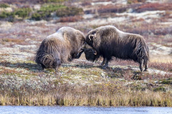 Musk oxen (Ovibos moschatus), bulls fighting in autumnal tundra, Dovrefjell-Sunndalsfjella National